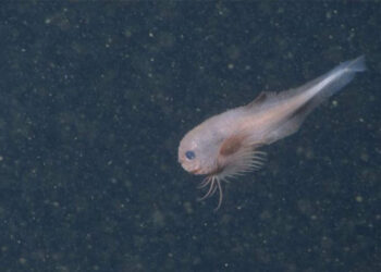 Pesquisadores ficam perplexos após câmera no fundo do oceano captarem imagens de uma nova espécie adorável