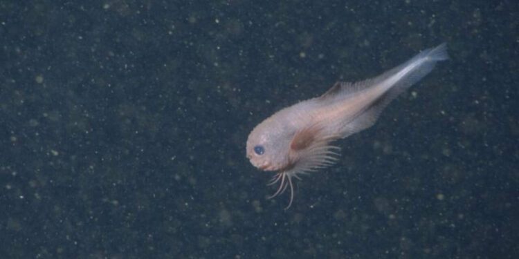 Pesquisadores ficam perplexos após câmera no fundo do oceano captarem imagens de uma nova espécie adorável