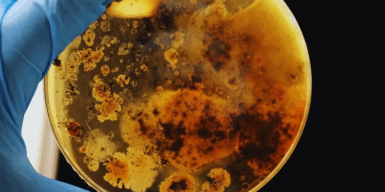 Cenário de filme de terror: bactéria misteriosa se multiplica em estação espacial chinesa