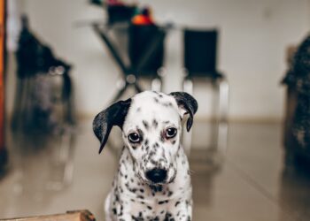 Seu cachorro ignora você? O verdadeiro motivo pode te surpreender