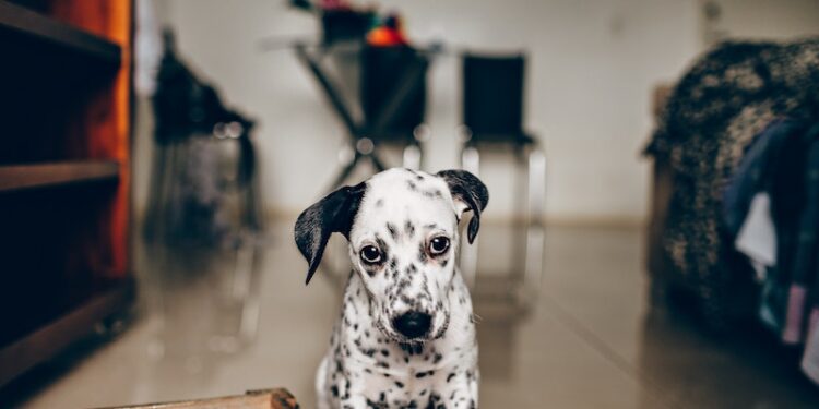 Seu cachorro ignora você? O verdadeiro motivo pode te surpreender