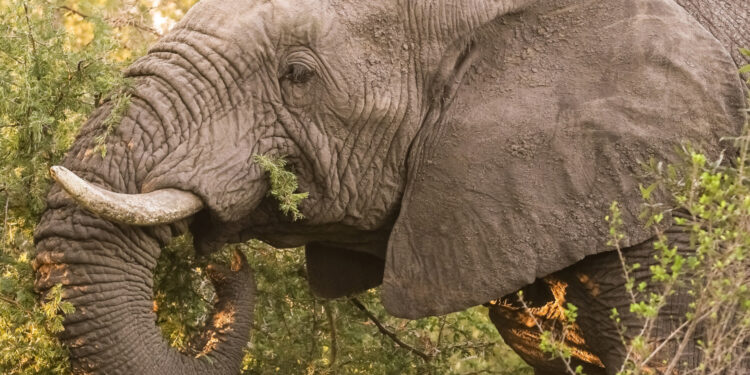 Reprodução: Freepik (wirestock)