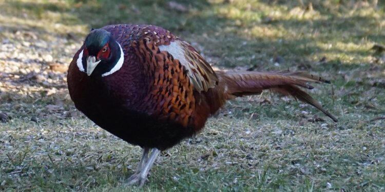 Reprodução: Pixabay (gb59098)