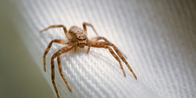 Reprodução: Freepik (wirestock)