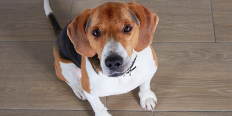 Reprodução: Freepik (karlyukav)