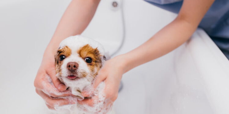 Especialistas revelam a frequência ideal de banhos para seu cachorro nesta primavera
