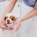 Especialistas revelam a frequência ideal de banhos para seu cachorro nesta primavera