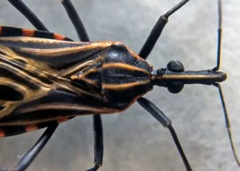 Surto alarmante: doença transmitida por insetos se espalha pelos EUA