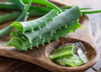 Aloe vera: por que recomendam cortar uma folha da planta e qual é o momento certo para fazer isso