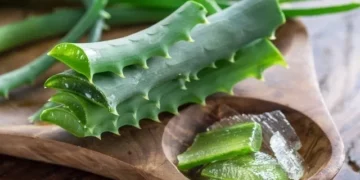 Aloe vera: por que recomendam cortar uma folha da planta e qual é o momento certo para fazer isso
