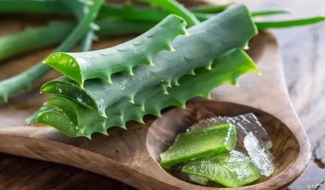 Aloe vera: por que recomendam cortar uma folha da planta e qual é o momento certo para fazer isso