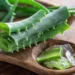 Aloe vera: por que recomendam cortar uma folha da planta e qual é o momento certo para fazer isso