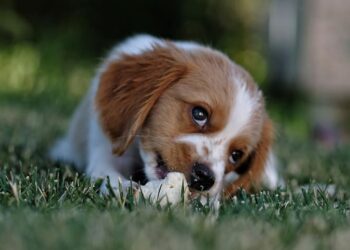 Veterinário explica o hábito estranho que seu cachorro não consegue largar