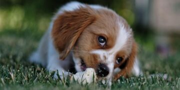 Veterinário explica o hábito estranho que seu cachorro não consegue largar