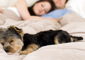 Dormir com seu animal de estimação pode dizer muito sobre sua mente, segundo especialistas