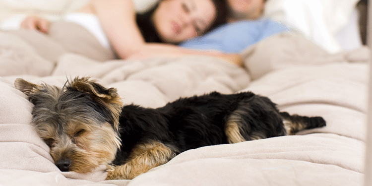 Dormir com seu animal de estimação pode dizer muito sobre sua mente, segundo especialistas