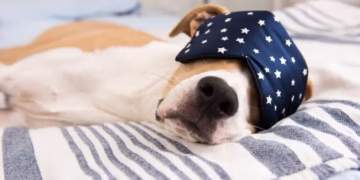 Veterinário encerra debate sobre cães dormindo na cama: não se trata apenas de conforto
