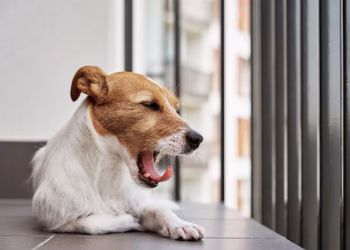 O gesto que muitos donos ignoram: o que o bocejo do cachorro realmente significa