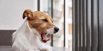 O gesto que muitos donos ignoram: o que o bocejo do cachorro realmente significa