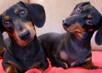 Por que seu cachorro inclina a cabeça quando você fala? A ciência explica