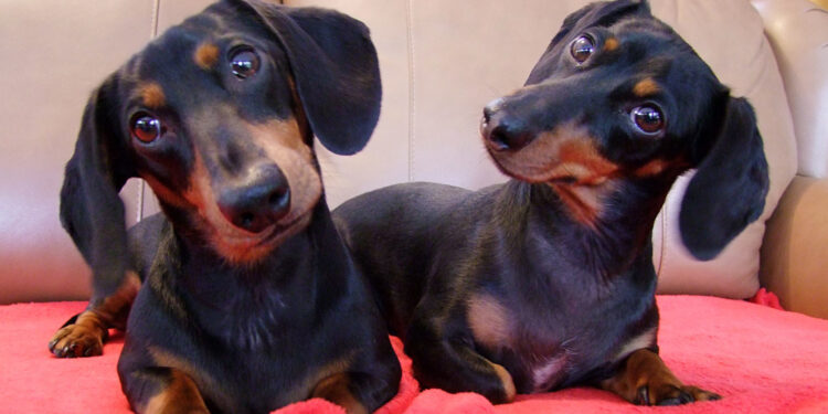 Por que seu cachorro inclina a cabeça quando você fala? A ciência explica