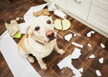 O que significa quando seu cachorro destrói coisas, segundo especialistas