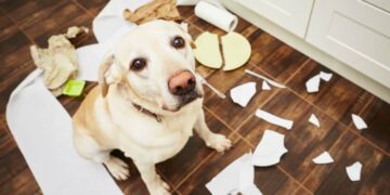O que significa quando seu cachorro destrói coisas, segundo especialistas