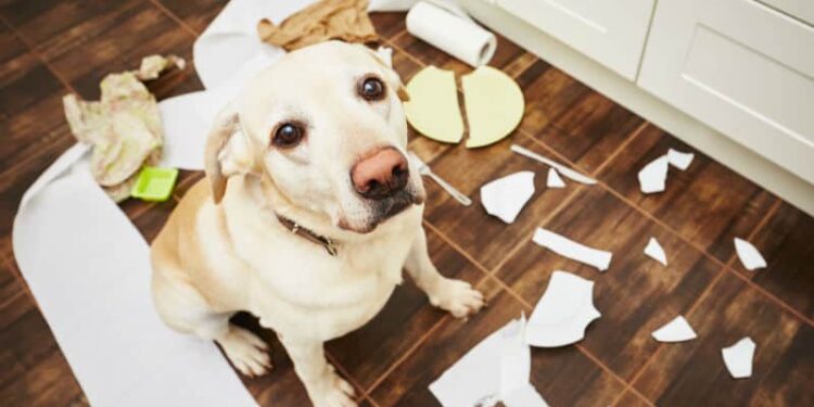 O que significa quando seu cachorro destrói coisas, segundo especialistas