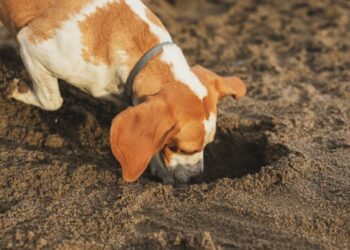 Por que os cães comem terra? Especialista explica causas e tratamentos