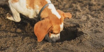 Por que os cães comem terra? Especialista explica causas e tratamentos