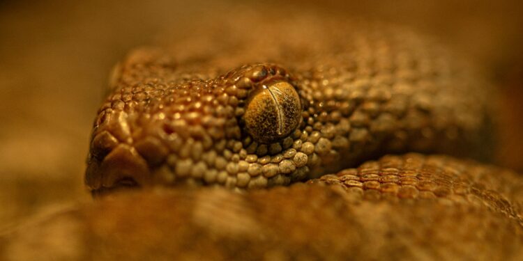 Foto: Hassan Pasha/Unsplash