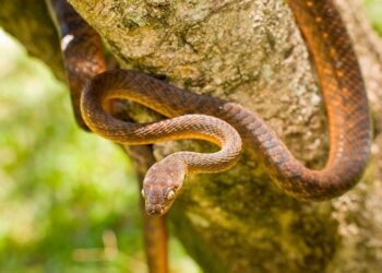 No Pacífico, uma ilha está invadida por cobras e aranhas: o que aconteceu e por que é foco de investigações