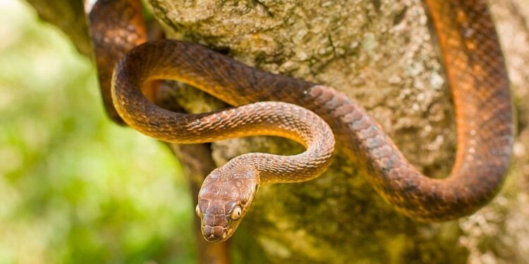 No Pacífico, uma ilha está invadida por cobras e aranhas: o que aconteceu e por que é foco de investigações