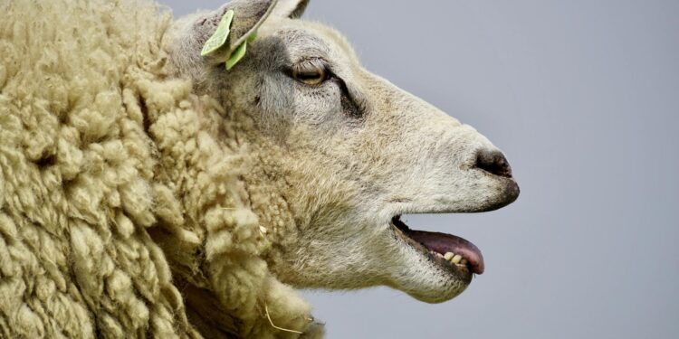 Foto: Pixabay/Pexels