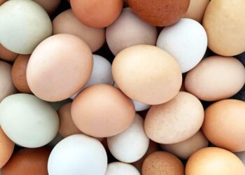 O que acontece com seu colesterol quando você come ovos todos os dias