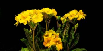 Plantas deslumbrantes que florescem à noite