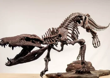 Antigo crocodilo ‘hipercarnívoro’ é descoberto: ele comia dinossauros