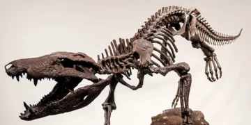 Antigo crocodilo ‘hipercarnívoro’ é descoberto: ele comia dinossauros