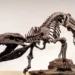 Antigo crocodilo ‘hipercarnívoro’ é descoberto: ele comia dinossauros