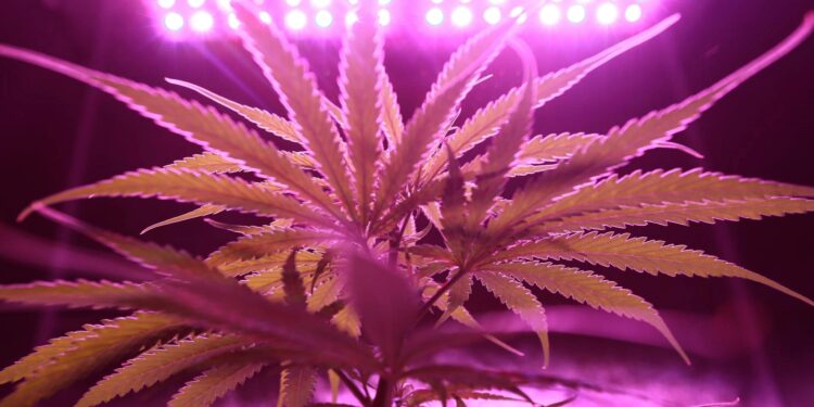 Foto: Washarapol D BinYo Jundang/Pexels