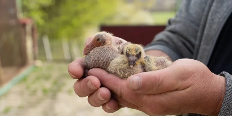 Pare e pense: Você já viu um filhote de pombo? Entenda porque sua resposta foi NÃO!