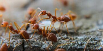 Os truques simples (e baratos) que mantém as formigas longe sem usar veneno