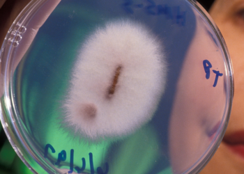 Fim da pobreza? Fungo que transformam mineiras em ouro puro foi descoberto e pode ser cultivado em casa