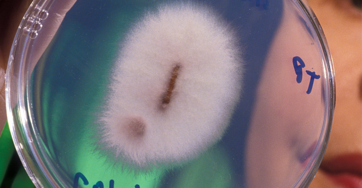 Fim da pobreza? Fungo que transformam mineiras em ouro puro foi descoberto e pode ser cultivado em casa