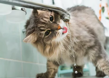 Entenda por que os gatos evitam e bebem pouca água