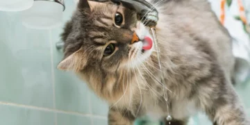 Entenda por que os gatos evitam e bebem pouca água