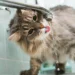 Entenda por que os gatos evitam e bebem pouca água