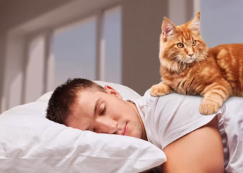 Se seu gato dorme em cima de você, os veterinários alertam: isso não é por acaso