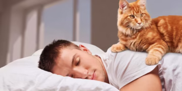 Se seu gato dorme em cima de você, os veterinários alertam: isso não é por acaso