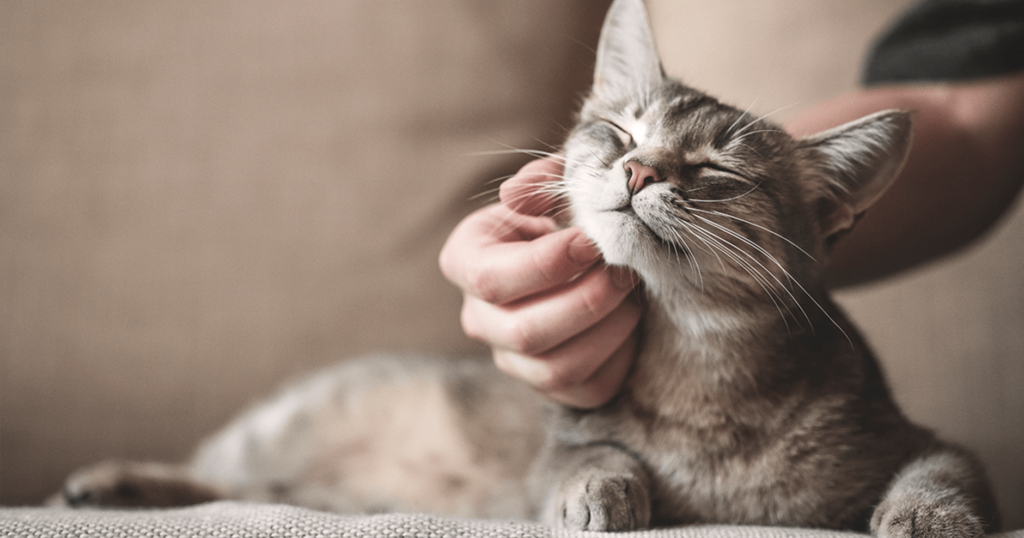 gato